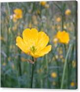 Meadow Buttercup Canvas Print