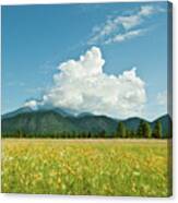 Meadow Of Sunflowers And The San Francisco Peaks Canvas Print