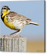 Meadowlark 1 Canvas Print