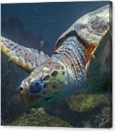 Meandering Green Sea Turtle Canvas Print
