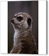 #meerkat #meerkatlover #stokstaartje Canvas Print