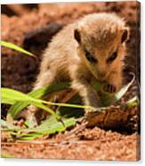 Meerkat Pup Learning To Forage Canvas Print