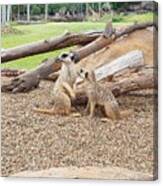 Meerkats Canvas Print