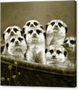 Meerkats Canvas Print