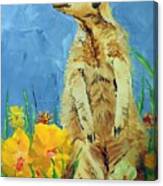 Meerly Curious Canvas Print