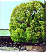 Meiji Shrine Canvas Print