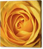 Mellow Yellow Rose Square Canvas Print