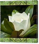 Mendocino Magnolia Canvas Print
