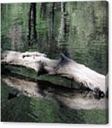 Merced River 6 Canvas Print