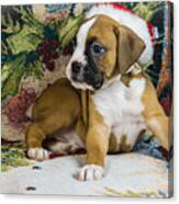 Merry Christmas From Oscar The Boxer 1 Canvas Print