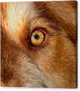 Mesmerizing Golden Eye Of Dog Canvas Print