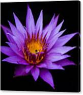 Midnight Water Lily Canvas Print