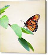 Milkweed Butterfly Canvas Print