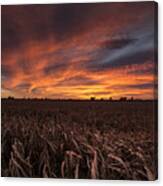 Milo Harvest Sunset Canvas Print