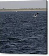 Minke Whale Breaching Canvas Print