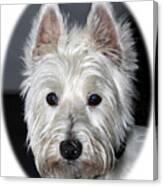 Mischievous Westie Dog Canvas Print