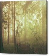 Misty Forest Trail Canvas Print