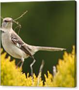 Mockingbird Perched With Nesting Material Canvas Print