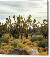 Mohave Joshua Trees Forest Canvas Print