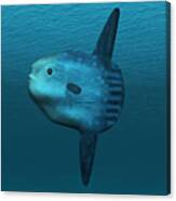 Mola Mola Ocean Sunfish Canvas Print