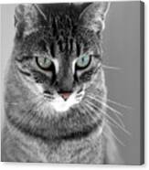 Molly, The Green Eyed Cat Canvas Print