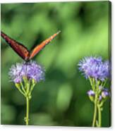 Monarch Butterfly 7478-101017-1cr Canvas Print