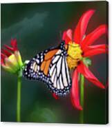Monarch Butterfly Feasting On Dahlia 'kkk Katie' Canvas Print