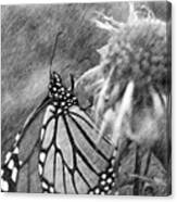 Monarch Butterfly In Pencil Canvas Print