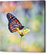 Monarch Butterfly -  In The Garden Canvas Print