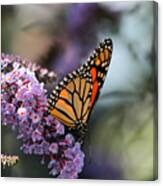 Monarch Butterfly On A Purple Butterfly Bush Canvas Print