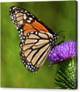 Monarch Butterfly On A Thistle Canvas Print