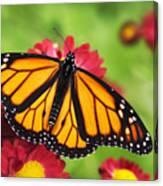 Monarch Butterfly On Red Mums Canvas Print