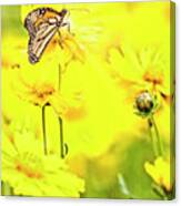 Monarch Butterfly On Tickseed Flowers Canvas Print