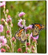 Monarch Butterfly Pair Square Format Canvas Print