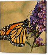 Monarch Butterfly Canvas Print