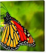 Monarch Canvas Print