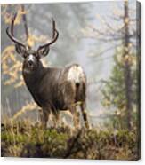 Monarch Of The Mountain Canvas Print