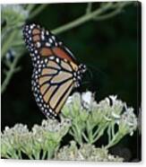Monarch On Frostweed Canvas Print