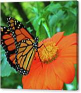Monarch On Mexican Sunflower Canvas Print
