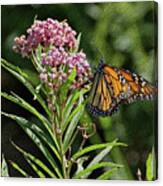 Monarch On Milkweed Canvas Print