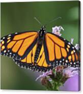 Monarch On Spiked Blazing Star Canvas Print