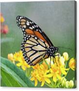 Monarch On Yellow Canvas Print
