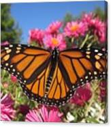 Monarch Wings Canvas Print