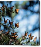 Monarchs In The Tree Canvas Print