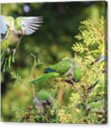 Monk Parakeets Feeding On Evergreens 1 Canvas Print
