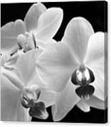 Monochrome Orchid Canvas Print