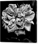 Monochrome Rose August Canvas Print