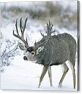 Monster Muley In Snow Canvas Print