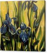 Moody Irises Canvas Print