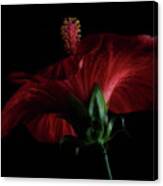 Moody Red Hibiscus Canvas Print